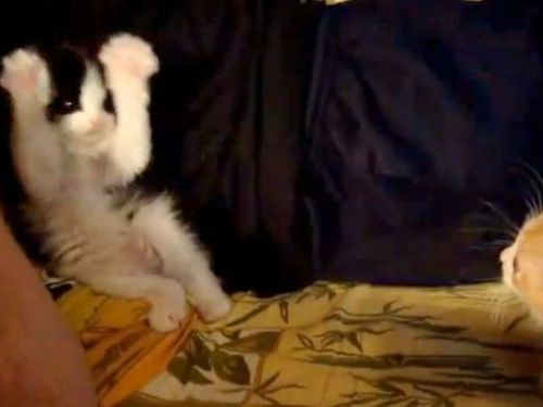 子猫のポーズ01