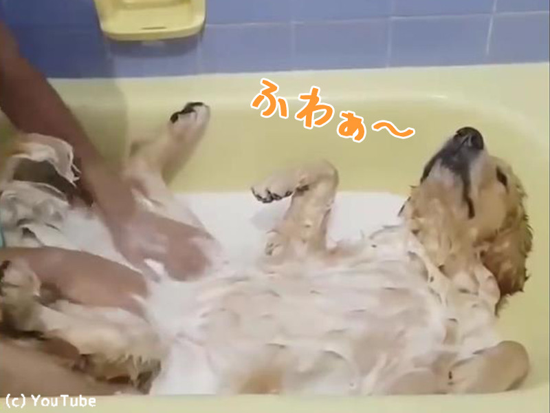 うちの犬は お風呂の快感を知ってしまった 動画 らばq