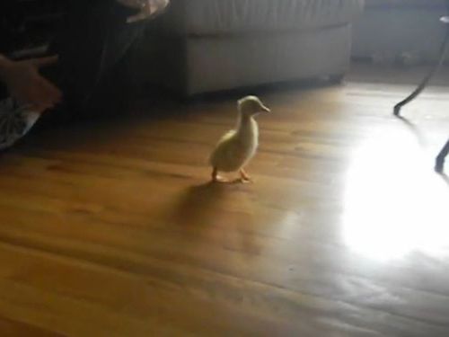 アヒルのヒナと犬01