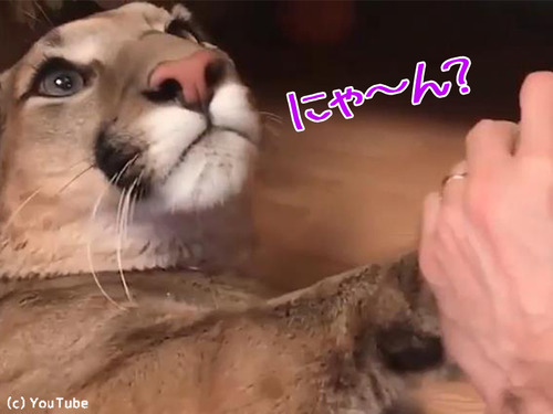 ピューマの爪切り00