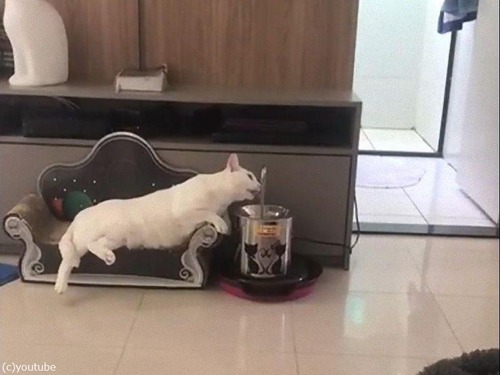 最も優雅に水を飲む猫00