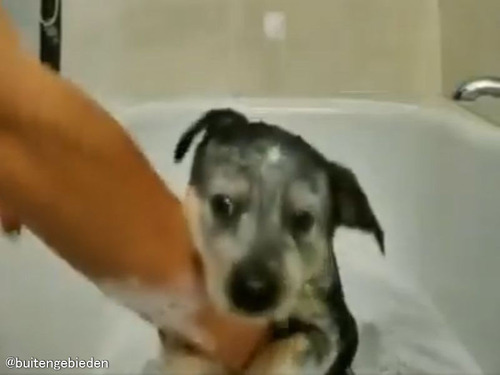 初めてのお風呂を経験した子犬…不安から腕にギュッとしがみつく