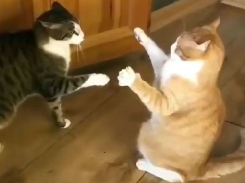 ��Υѥ��ȯ������ǭ01