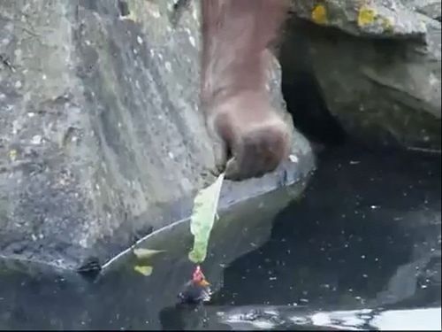 ヒナ鳥を助けるオランウータン
