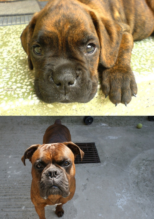 犬の成長12