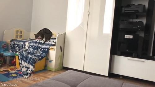 毛布泥棒の犯人01