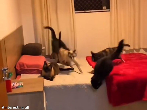 猫を呼びつける魔法の言葉「マッアー」…実際に呼び寄せられる猫たち