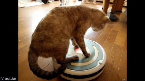 ルンバを乗りこなす猫01