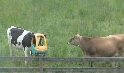 突っ込んでる動物03