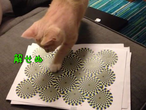 ǭ���ܤκ���00