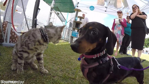 犬好きの猫が50匹と出会う06