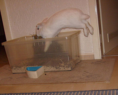 うさぎ飛び跳ね13