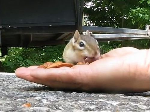 リスとアーモンド03