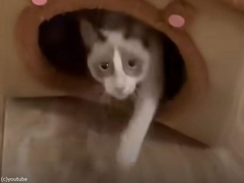 「この手があった！」猫がキャットハウスに入ってくれないときの解決方法（動画）