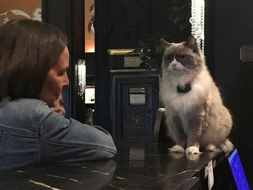 ホテルに勤続7年の猫が引退08