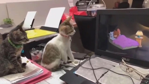 �ȥ�ȥ����꡼���ǭ2ɤ�˸����Ƥߤ���01