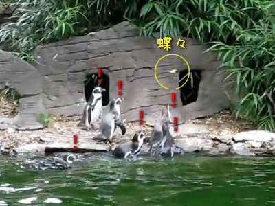 チョウを追いかけるペンギン