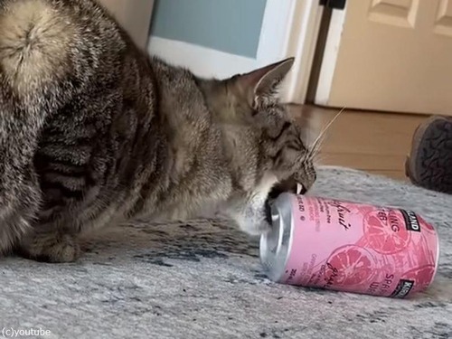 猫が炭酸水の缶に「ガブッ」→プシューっとなってビックリ（動画）