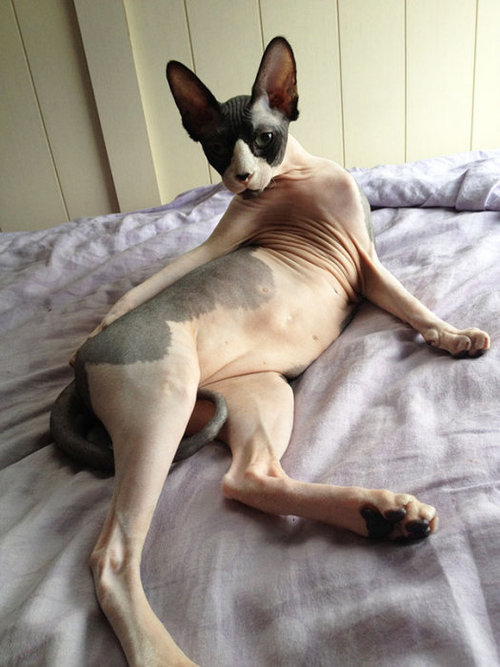 動物の誘惑ポーズ02