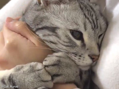 猫語がわからなくても何を伝えたいのかわかるとき…3例