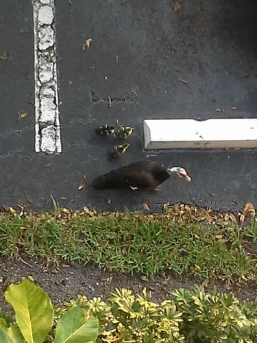 ベランダにカモが引っ越し10