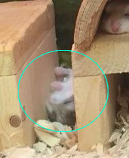 �ϥॹ�����Ƚ���03