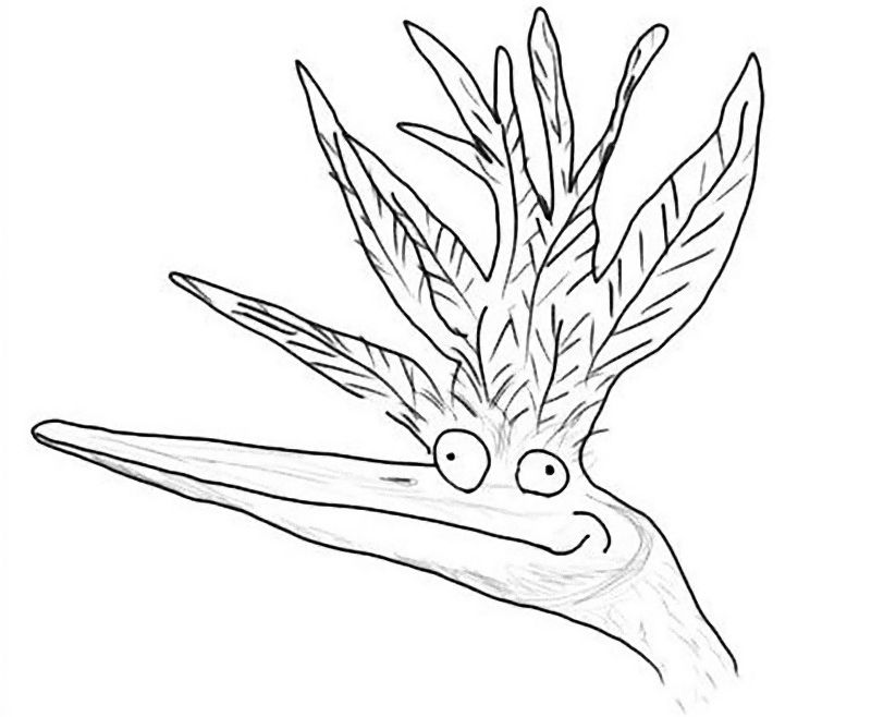 この花が極楽鳥と呼ばれる理由を 今まで勘違いしていた 鳥に似ている理由 らばq