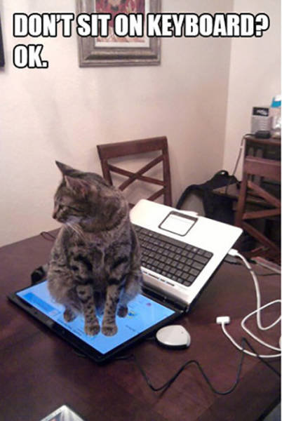 おかしな猫たち13