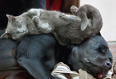 犬の上で気持ちよさそうに寝る猫