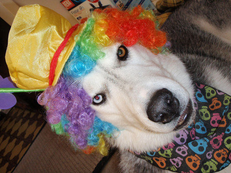 ペット「こんなコスプレはもうイヤ」01