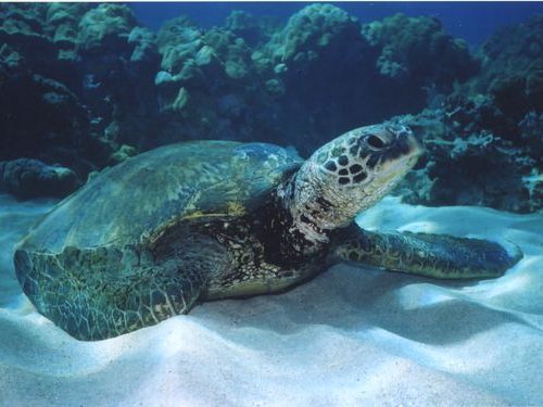 アオウミガメ00