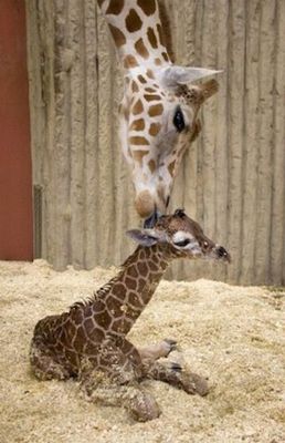 キリンの子供って変な生き物だよねって思う写真13枚 らばq