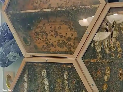 家の中で観察できるハチの巣システム