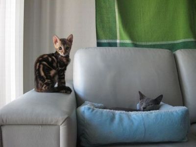 猫の場所取り01