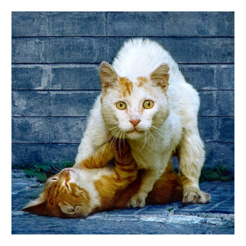 12見たな…とバレた感ある動物たち