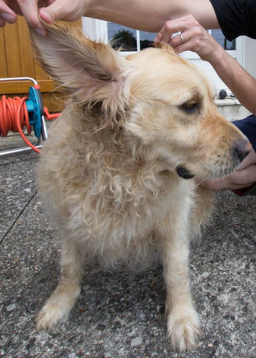 うちの犬は水に飛び込むと思った08
