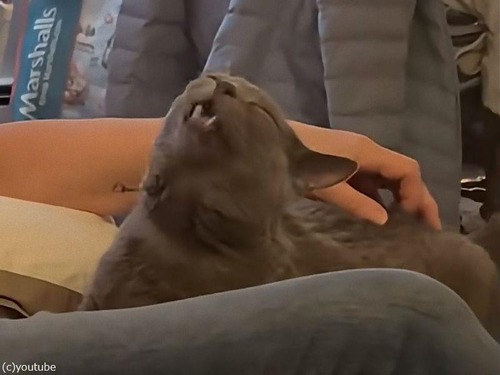 猫が快感スポットを刺激されて…独特の声を上げる（動画）