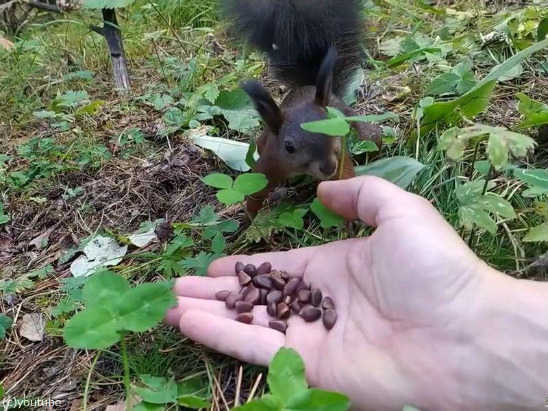 木の実を食べている途中でリスが固まる 動画 らばq 木の実を食べている途中でリスが固まる 動画 らばq