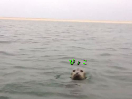 アザラシが乗ってきた00