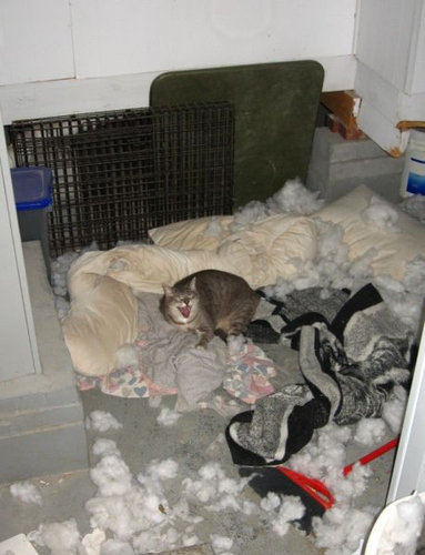 ペットのいたずら17