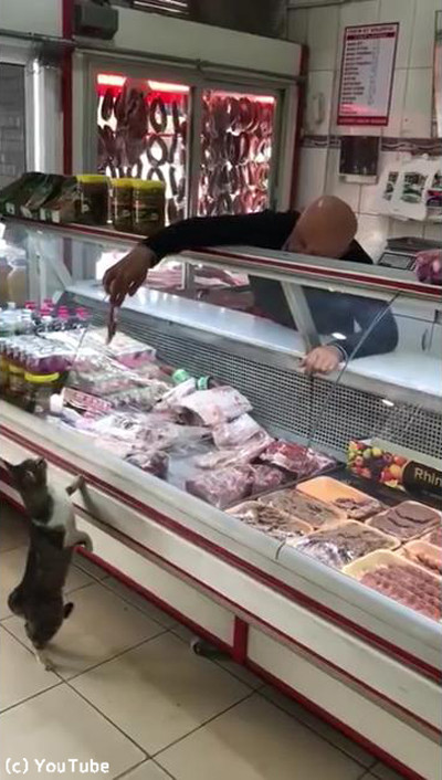 お肉屋さんに現れた猫02