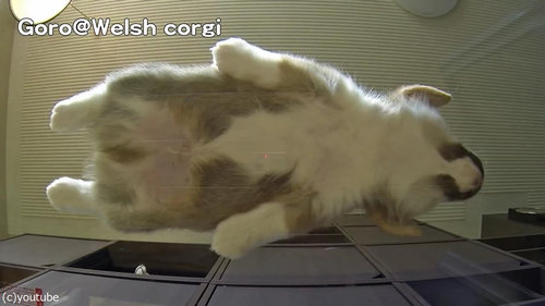 子犬をガラステーブルの下から見る04