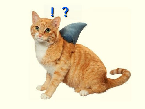 サメ猫00