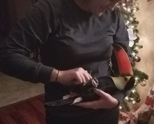 オオハシという珍妙な鳥09