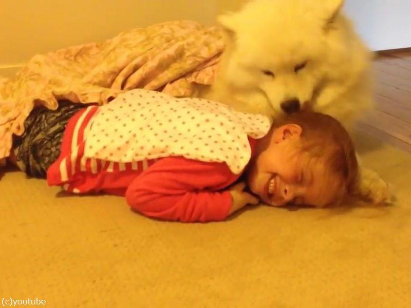 ああ幸せそう モフモフの犬と女の子が添い寝をする 動画 らばq ああ幸せそう モフモフの犬と女の子が添い寝をする 動画 らばq