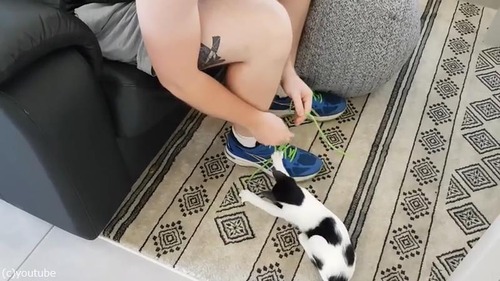 子猫のせいで靴紐が結べない02
