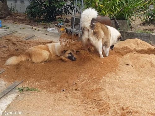 土をかぶり続ける犬01