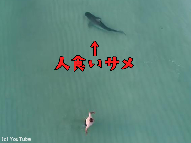 ビーチを楽しむ人々の真横に 人食いサメが現れた ドローンがとらえた衝撃映像 動画 らばq