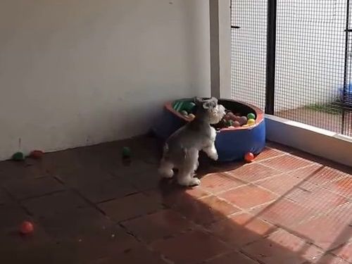 ボールプール01