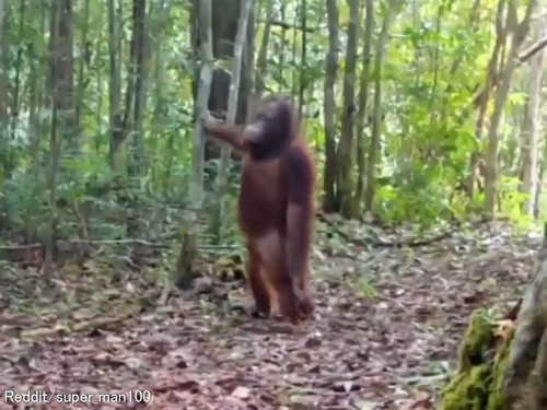 「野生のオランウータンが実にコミカルな動きをしていた…」カメラに映っていた移動のしかた